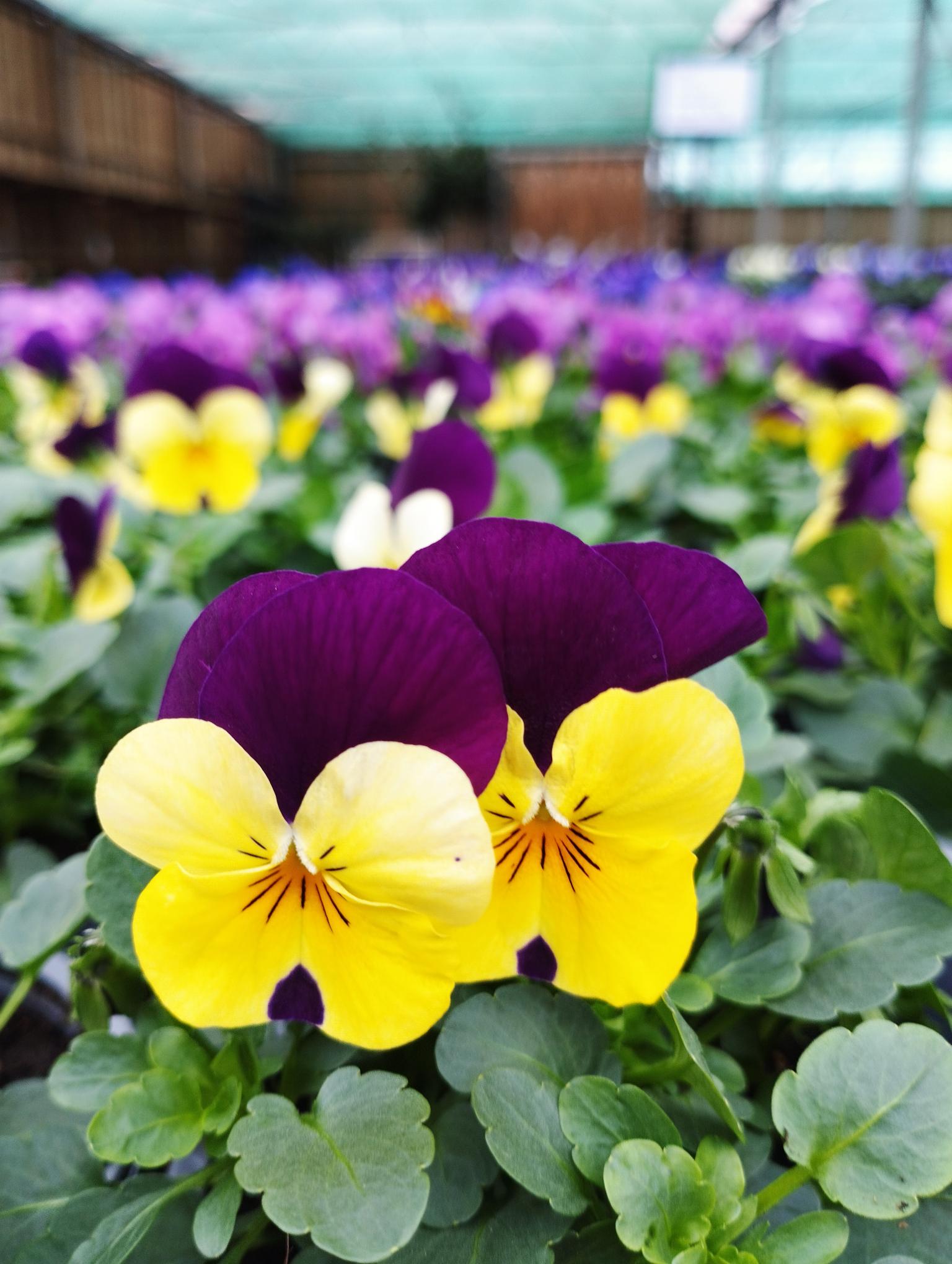 violen